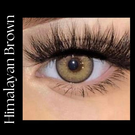 Himalayan Brown