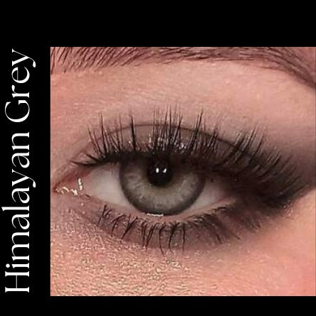 Himalayan Grey